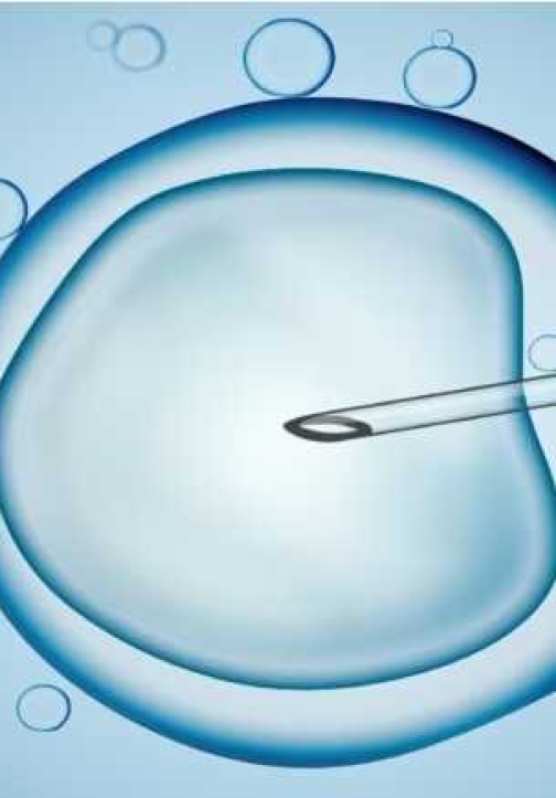 Asian egg donor bank